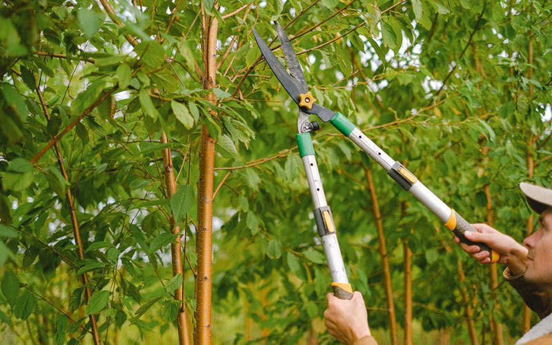 Tree trimming in Lynnville, IA